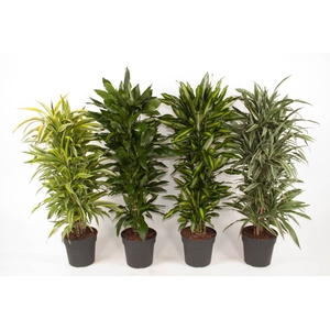 Dracaena