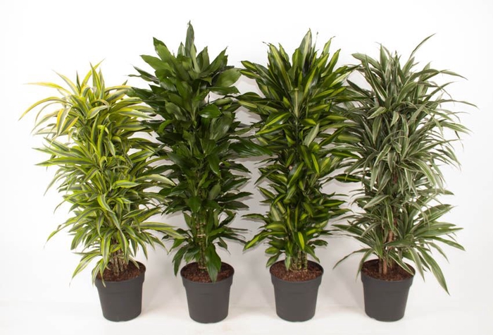 Dracaena