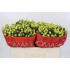 Hypericum Smiley Romance