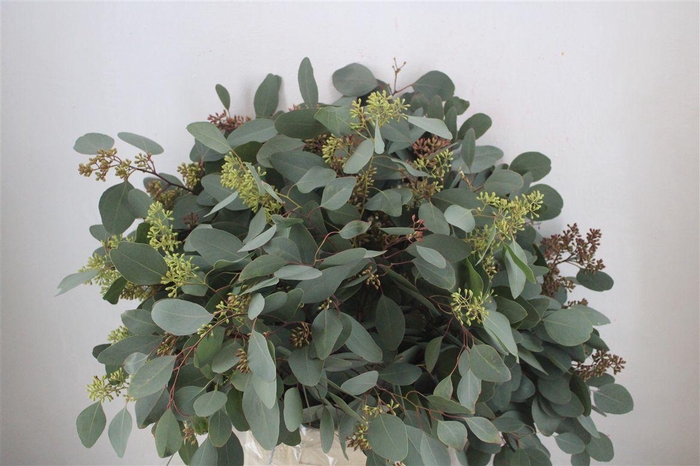 <h4>Populus Berry 300gr</h4>