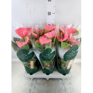 Anthurium andr. 'Sweet Dream'