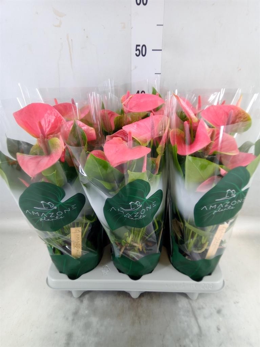 <h4>Anthurium andr. 'Sweet Dream'</h4>