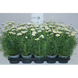 Argyranthemum White 12cm
