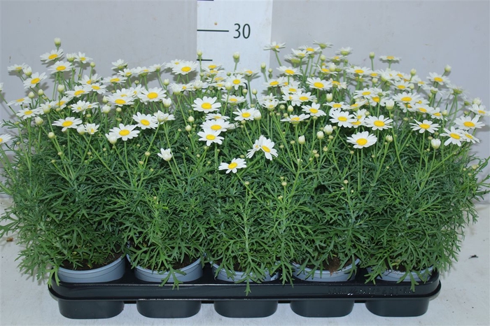<h4>Argyranthemum White 12cm</h4>