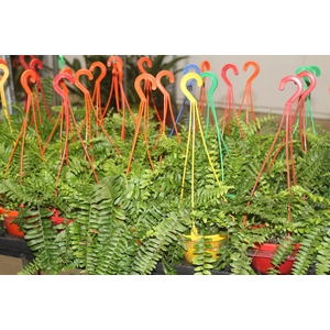 SAMAMBAIA AMERICANA MINI C13