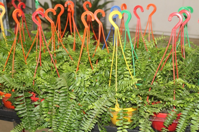 <h4>SAMAMBAIA AMERICANA MINI C13</h4>