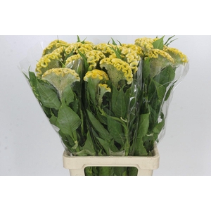 Celosia Cr Bombay Yellow
