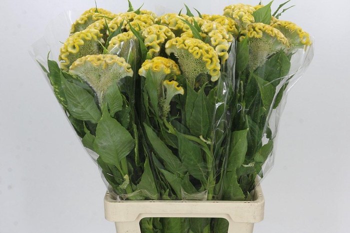 <h4>Celosia Cr Bombay Yellow</h4>