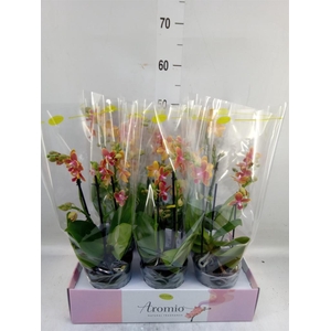 Phalaenopsis multi.   ...orange