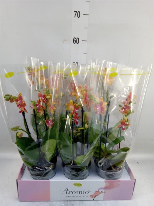 <h4>Phalaenopsis multi.   ...orange</h4>