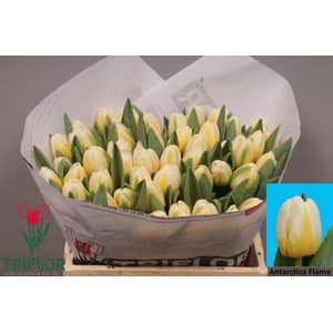 TU EN ANTARCTIC FLAM