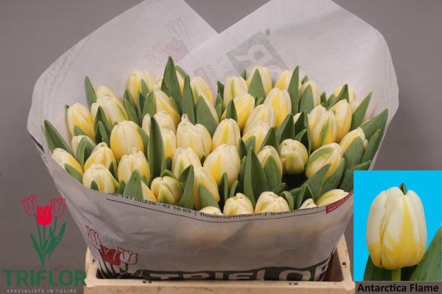 <h4>TU EN ANTARCTIC FLAM</h4>