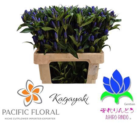 <h4>GENTI KAGAYAKI</h4>