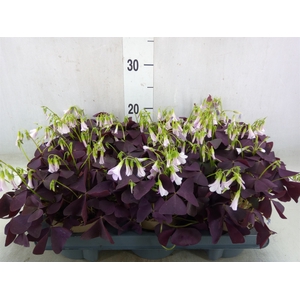 Oxalis trian. 'Mijke'