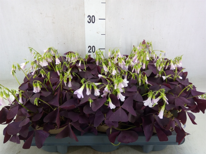 <h4>Oxalis trian. 'Mijke'</h4>
