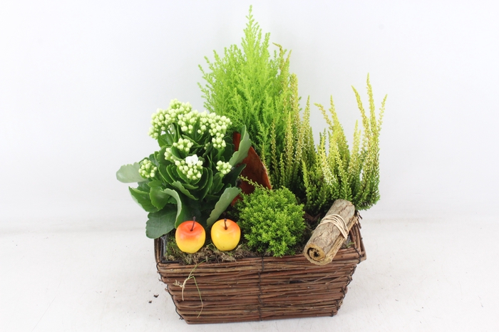 <h4>arr4 Outdoor VL - Riet mand 4kant</h4>