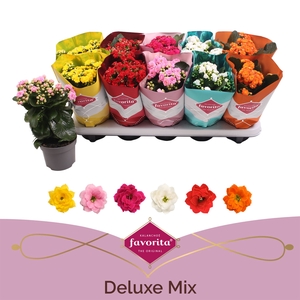 Kalanchoe blos. 'Perfecta'  ..mix 5