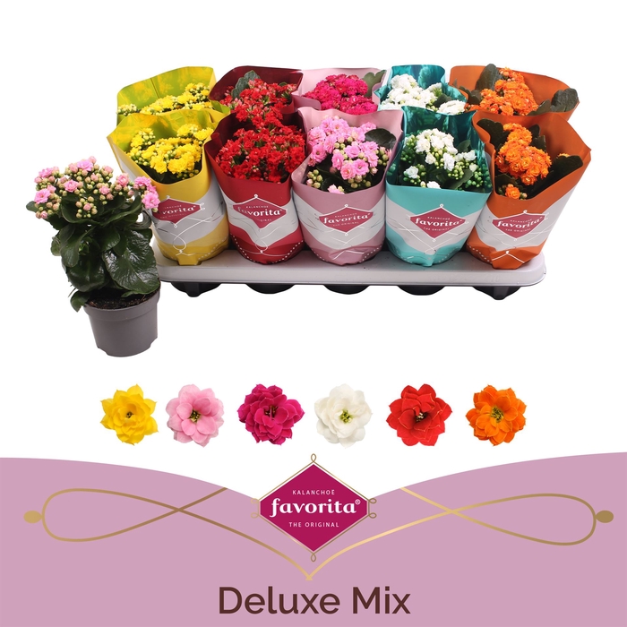 <h4>Kalanchoe blos. 'Perfecta'  ..mix 5</h4>