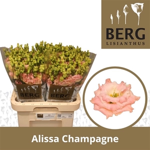 Eust Alissa Champagne