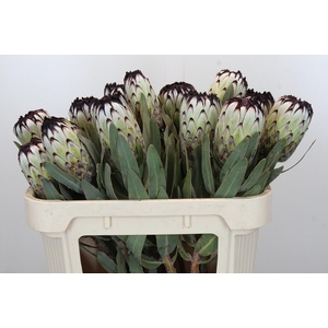 PROTEA MAG NIOBE