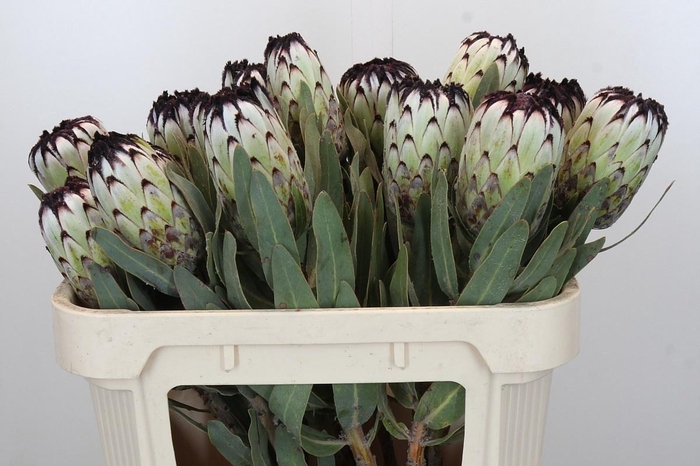 <h4>PROTEA MAG NIOBE</h4>