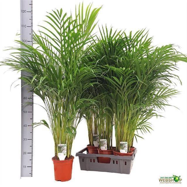 <h4>DYPSIS LUTESCENS</h4>