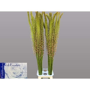 EREMURUS MACARENA