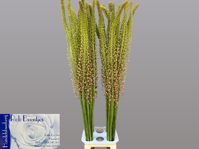 <h4>EREMURUS MACARENA</h4>