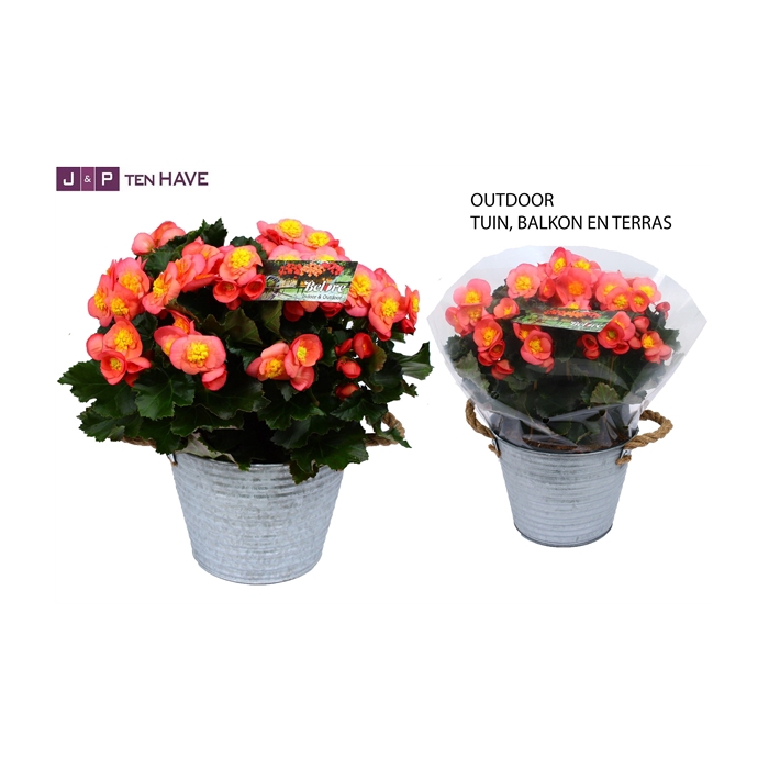 <h4>Begonia ''Belove Peach'' Outdoor in Zink Sierpot</h4>
