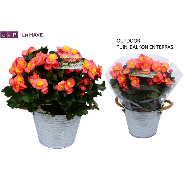 <h4>Begonia ''Belove Peach'' Outdoor in Zink Sierpot</h4>