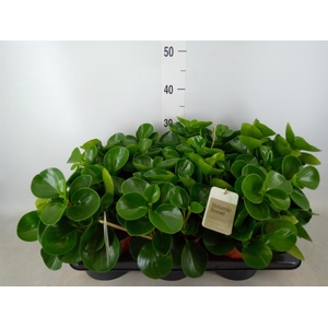 Peperomia obt. 'Green Gold'