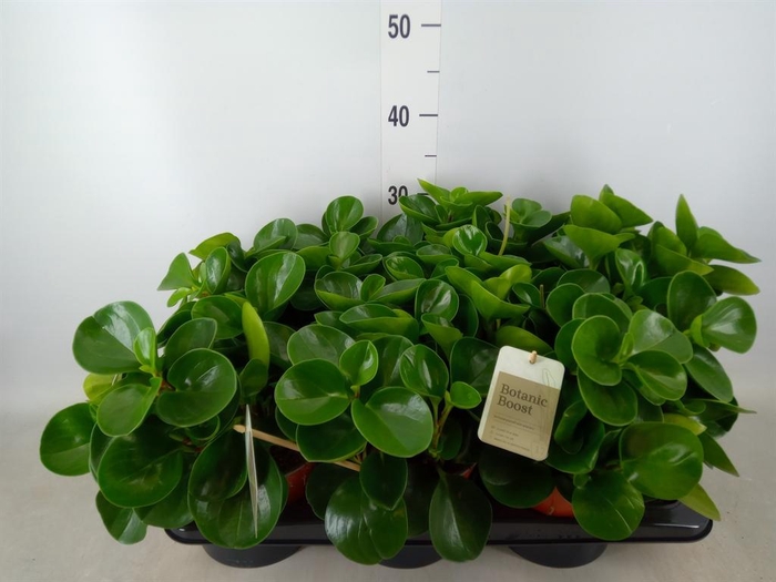 <h4>Peperomia obt. 'Green Gold'</h4>