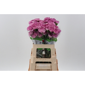 Di St Boheme 60cm