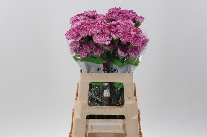 <h4>Di St Boheme 60cm</h4>