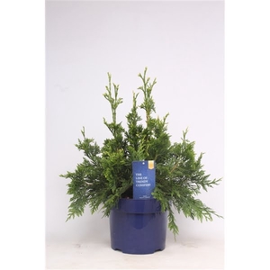 Thuja plicata 'Can-Can'