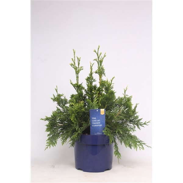 <h4>Thuja plicata 'Can-Can'</h4>