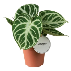 Anthurium Silver Blush