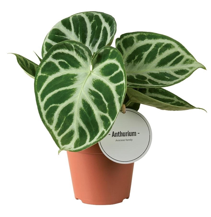 <h4>Anthurium Silver Blush</h4>