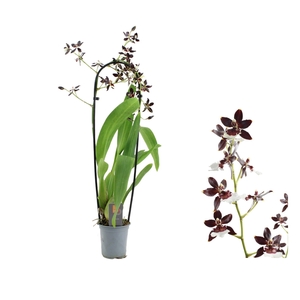 Inca Cambria Black Pearl cascade XL 9cm