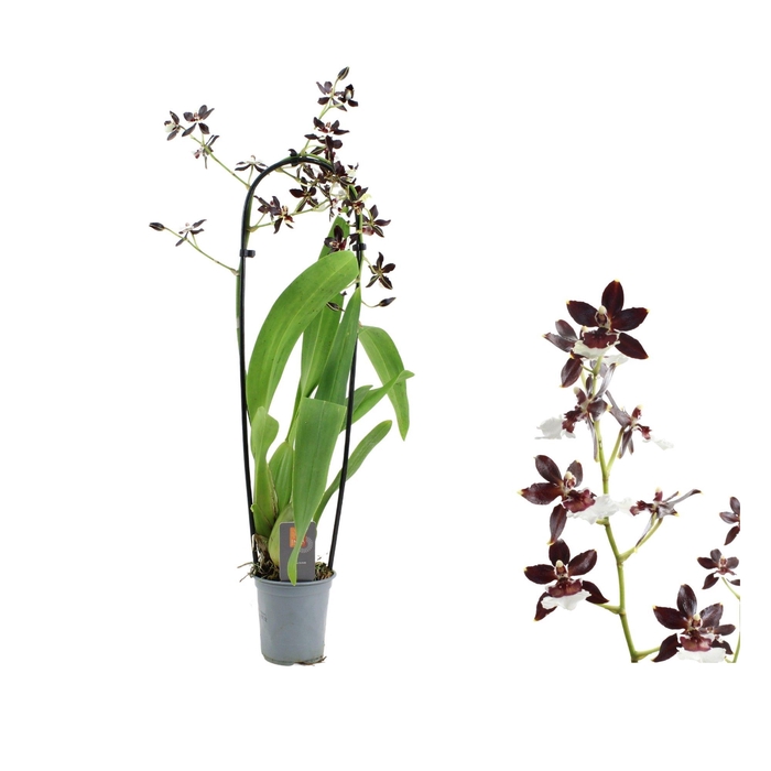 <h4>Inca Cambria Black Pearl cascade 9cm</h4>