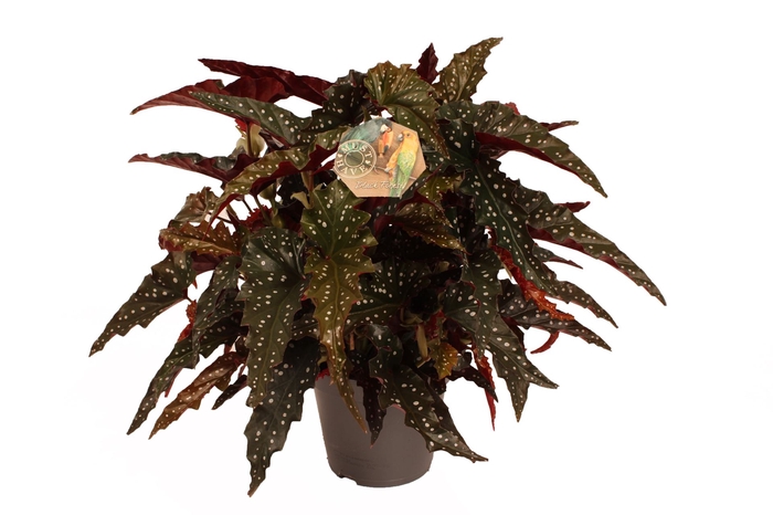 <h4>Begonia maculata</h4>