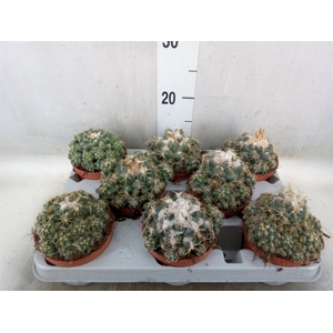 Cactus   ...