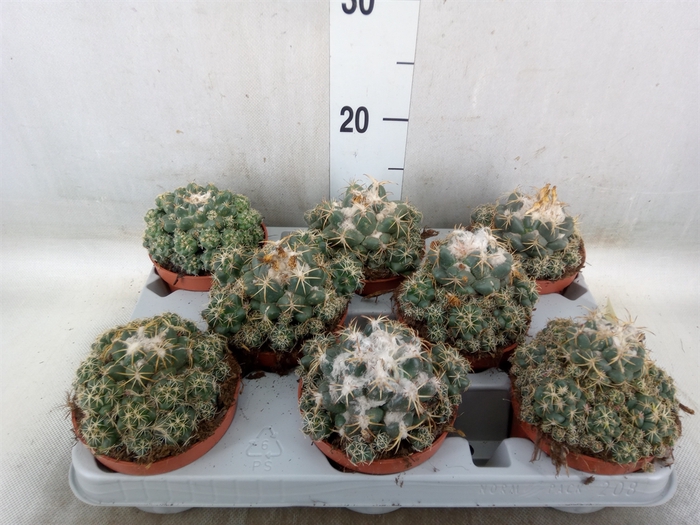 <h4>Cactus   ...</h4>
