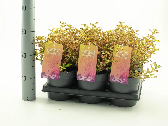 <h4>Coprosma   ...mix</h4>