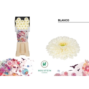 Germini Pomponi Blanco Diamond