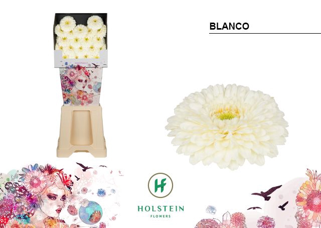 <h4>GE MB GERPONI BLANCO Diamond x80</h4>