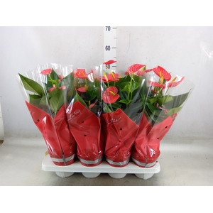 Anthurium andr. 'Esudo'