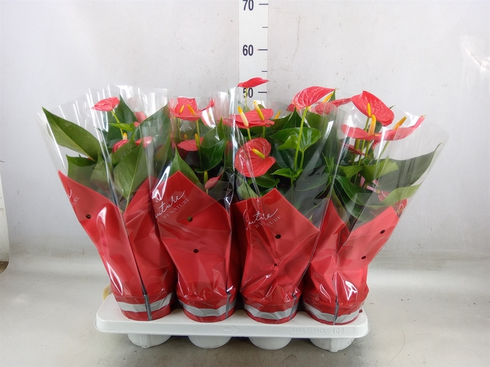<h4>Anthurium andr. 'Esudo'</h4>