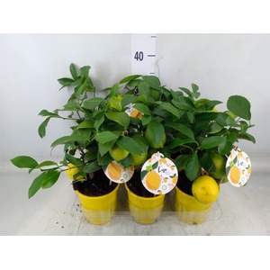 Citrus meyeri 'Meyer'