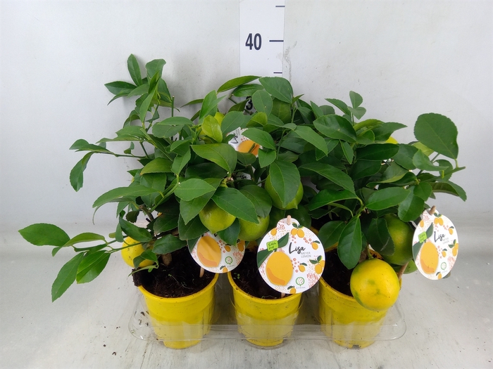 <h4>Citrus meyeri 'Meyer'</h4>